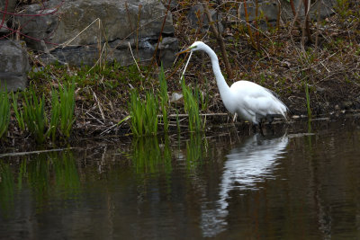 Grande Aigrette