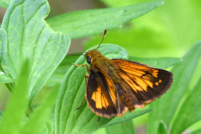 Hesprie hobomok