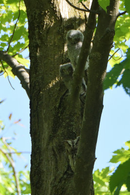 Petit-duc macul