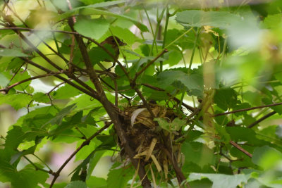 Passerin indigo