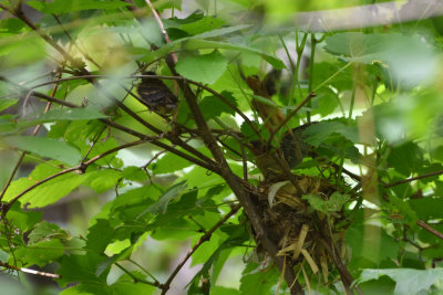 Passerin indigo