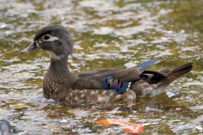 Canard branchu