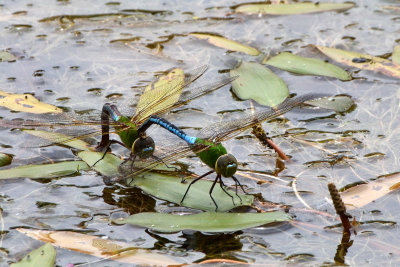 Anax de Juin