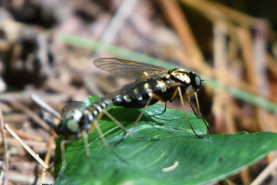 Chrysopilus ornatus
