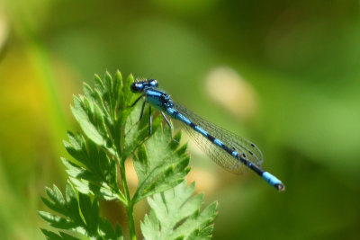 Demoiselle du genre Enallagma