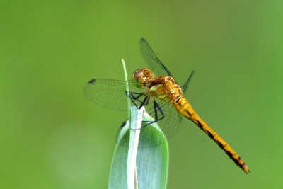 Libellule genre Sympetrum