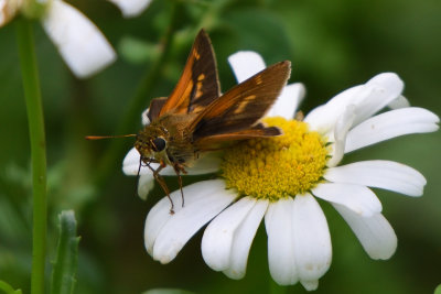 Hesprie  tache costale sur une Marguerite