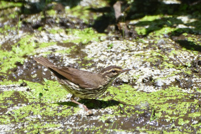 Paruline des ruisseaux