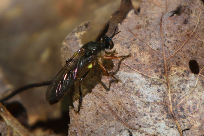 Dioctria hyalipennis