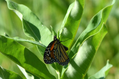 Monarque