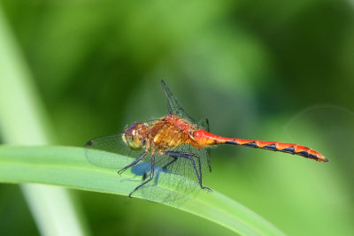 Libellule genre Sympetrum