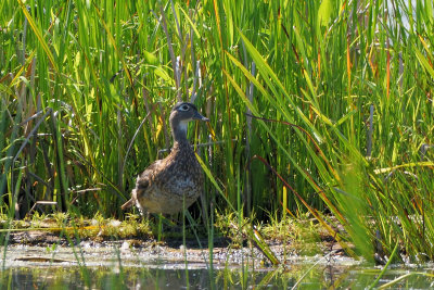 Canard branchu
