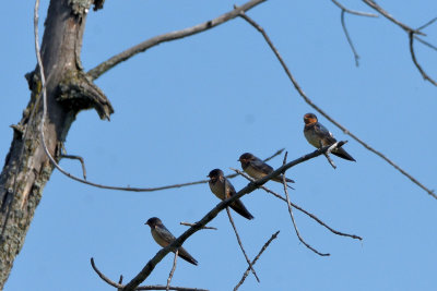 Hirondelle rustique