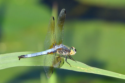 Pachydiplax bleu