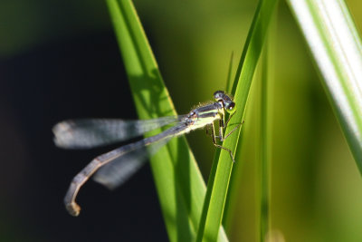 Agrion vertical