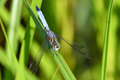 Pachydiplax bleu