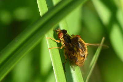 Gupe du genre Parhelophilus
