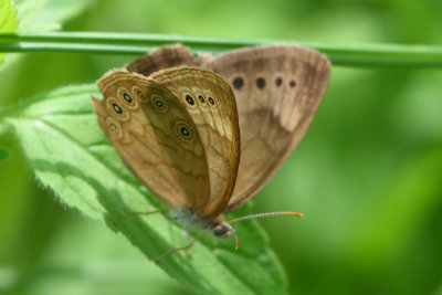 Satyre ocell