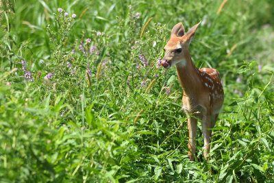 Cerf de Virginie