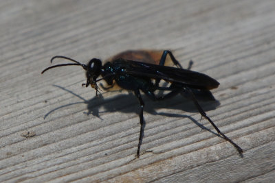 Chalybion californicum - Neartic Blue Mud-dauber Wasp