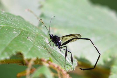 Pelecinus polyturator - American Pelecinid Wasp