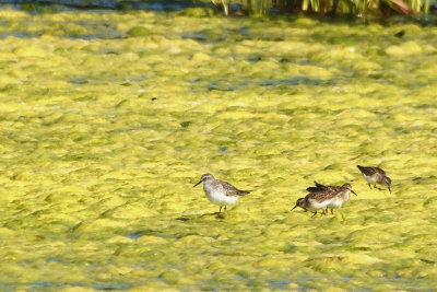 Bcasseau  croupion blanc et Bcasseau minuscule