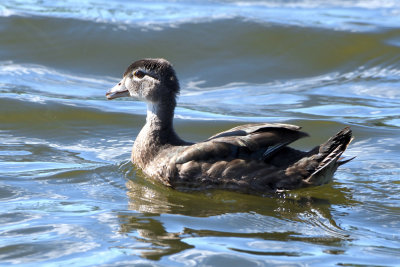 Canard branchu