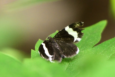 Trichodezia albovittata (White-striped Black)