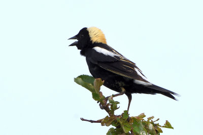 Goglu des prs