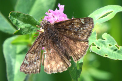 Hesprie du Chne