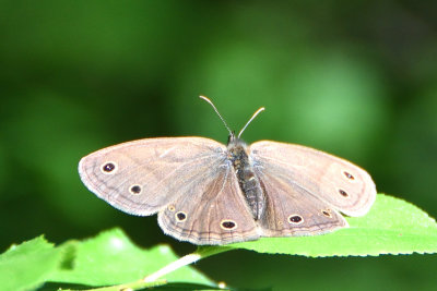 Petit Satyre des Bois