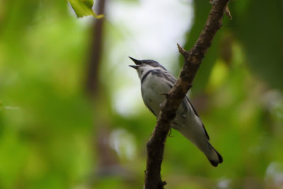 Paruline azure