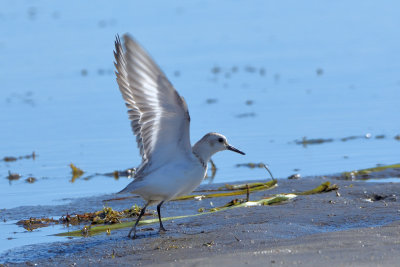 Bcasseau sanderling