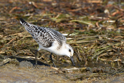 Bcasseau sanderling