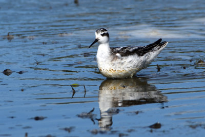 Phalarope  bec troit
