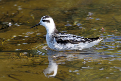 Phalarope  bec troit