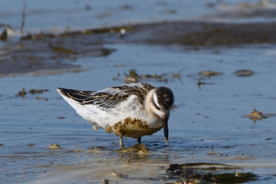 Phalarope  bec large