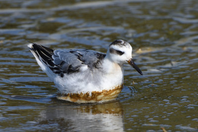 Phalarope  bec large