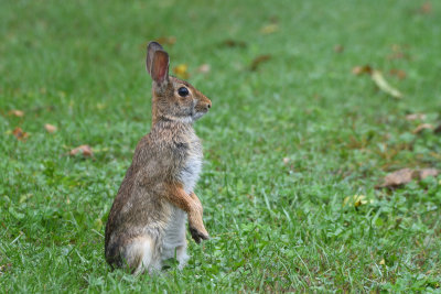 Lapin  queue blanche