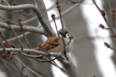Moineau friquet