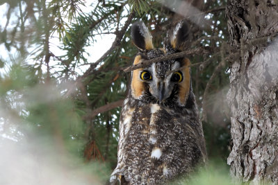 Hibou moyen-duc