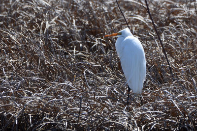 Grande Aigrette