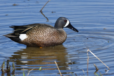 Sarcelle  ailes bleues