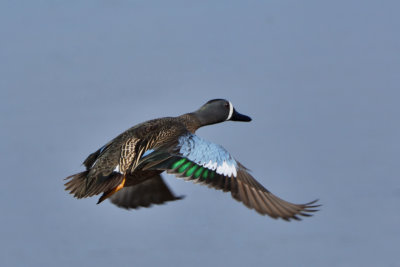 Sarcelle  ailes bleues