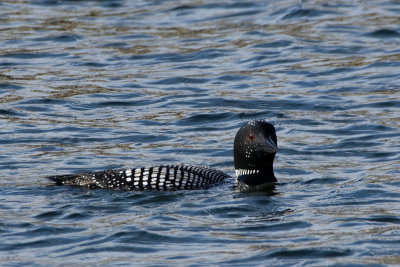Plongeon huard