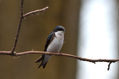 Hirondelle bicolore