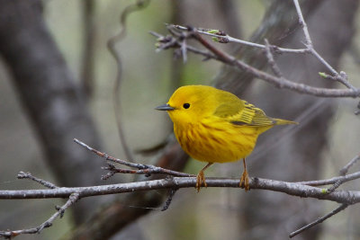 Paruline jaune
