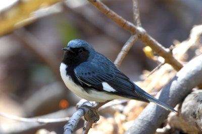 Paruline bleue