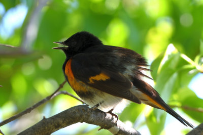 Paruline flamboyante