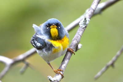 Paruline  collier